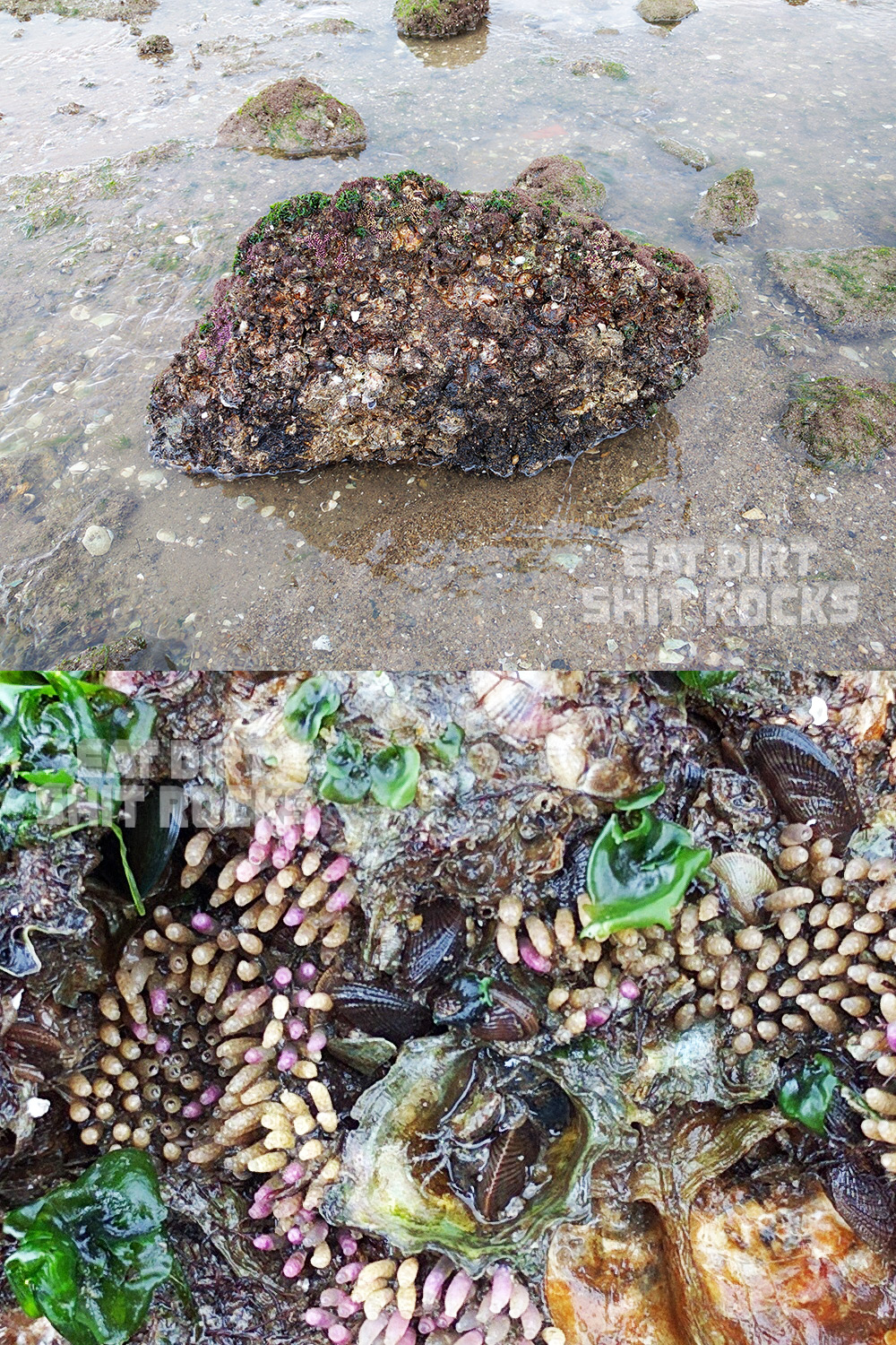 Life-encrusted rock exposed during low-tide.