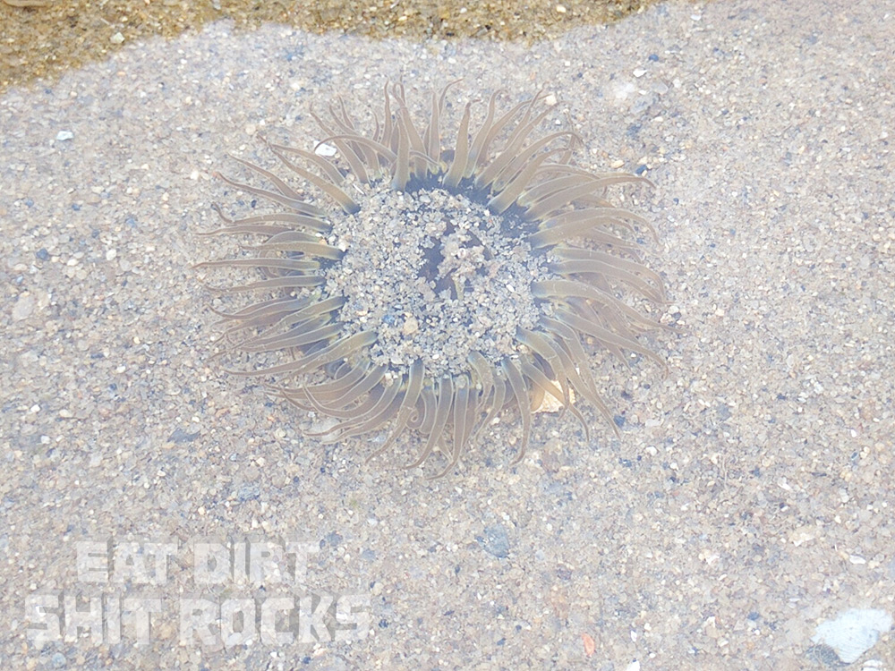 A sea anemone.