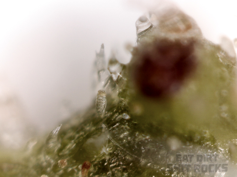 A photo of the edge of one of the green bracts taken with a slightly more powerful scope.