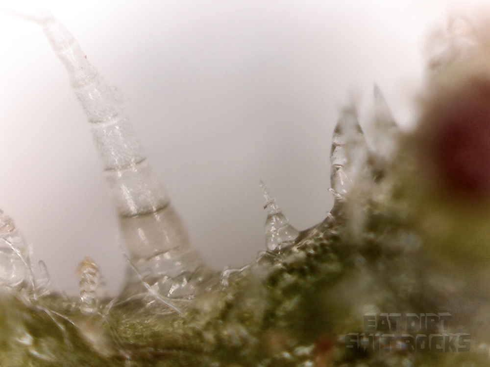 Another photo of the edge of one of the green bracts taken with a slightly more powerful scope.