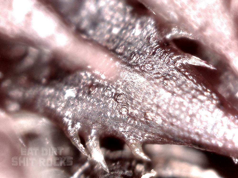 Immature disk florets viewed through the USB microscope.