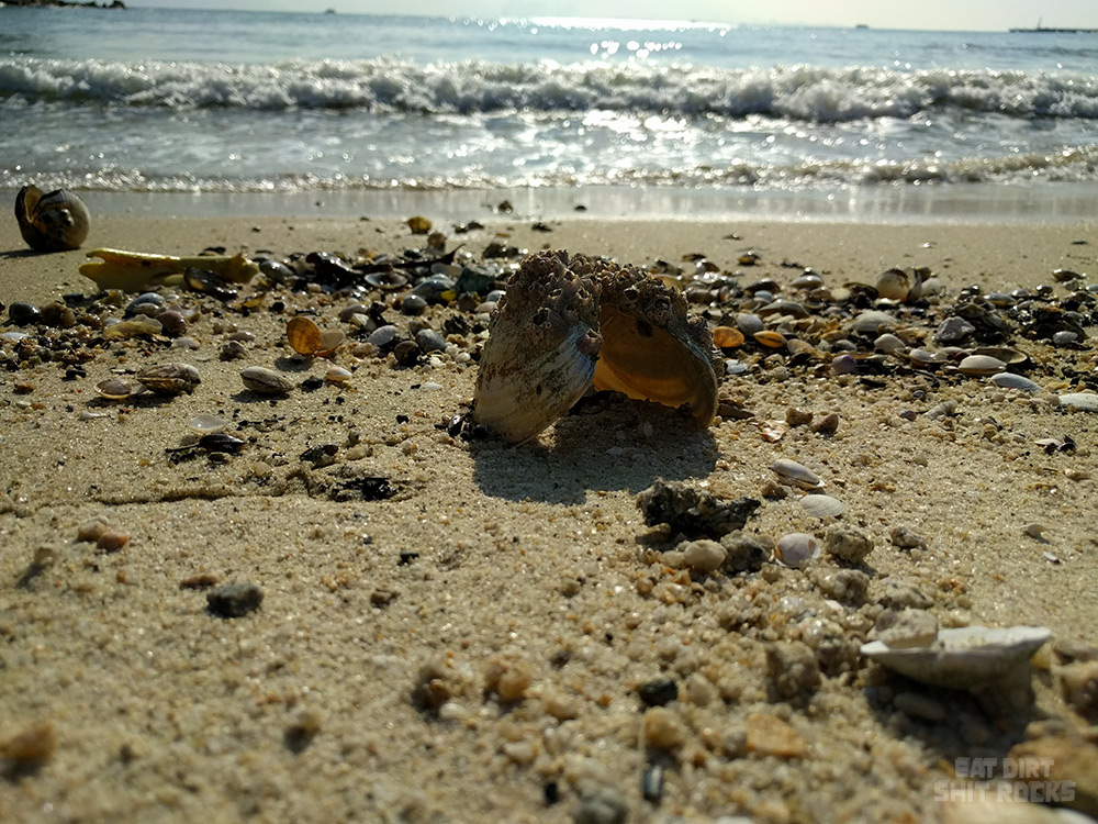 A seashell-level view out towards the ocean.