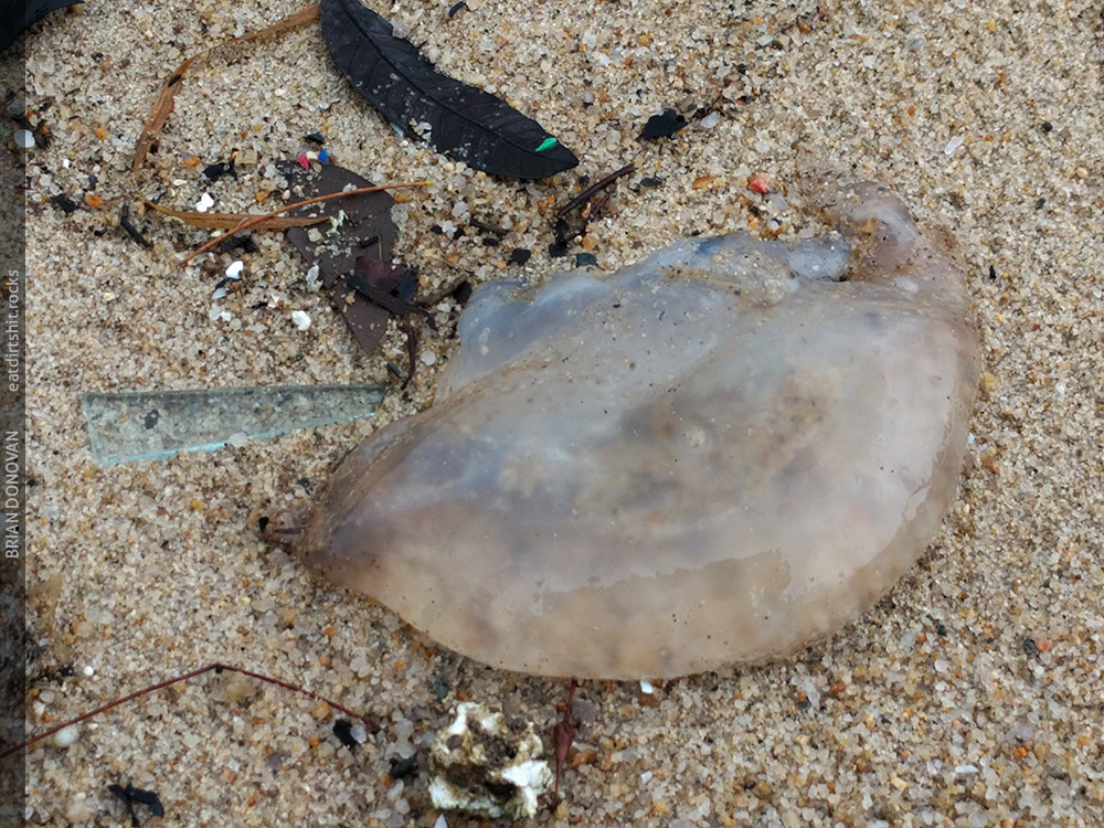 A gelatinous mass on the rain-pitted sand of our local beach.