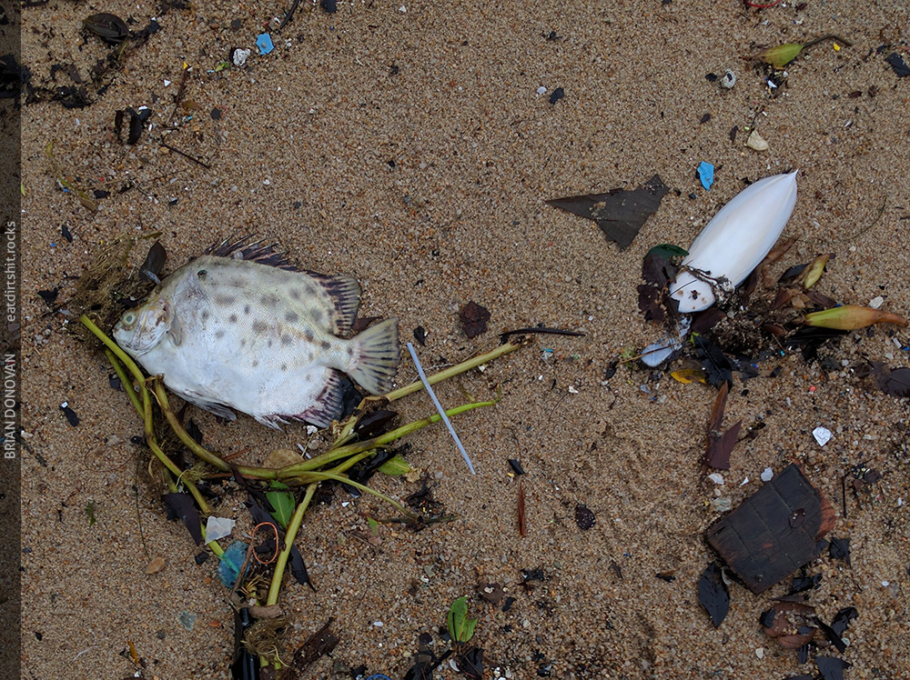 A dead fish being surveyed by a green bottle fly. At right a cuttlebone.