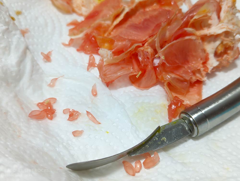 Side view of the citrus-peeler assister, with discarded grapefruit segment walls in the background.