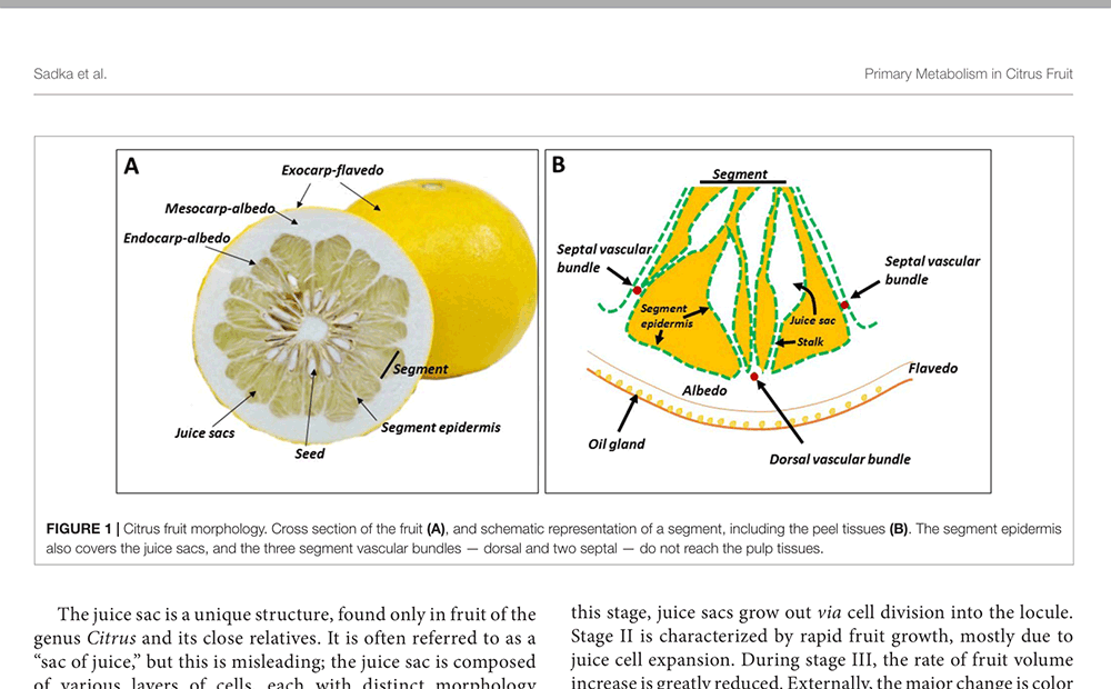 A diagram of the internal structure of a citrus fruit, screencapped from a paper by Sadka et al. ('Primary Metabolism in Citrus Fruit as Affected by Its Unique Structure' DOI 10.3389/fpls.2019.01167).